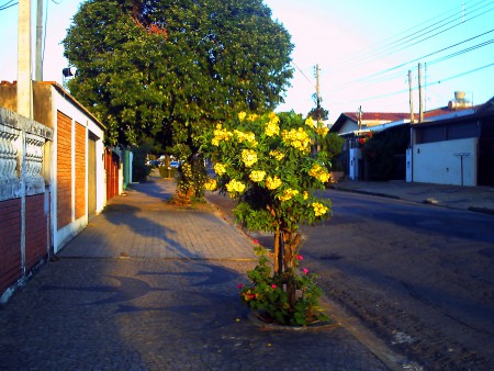 Campinas Sp: Rua Paraguai  (2)