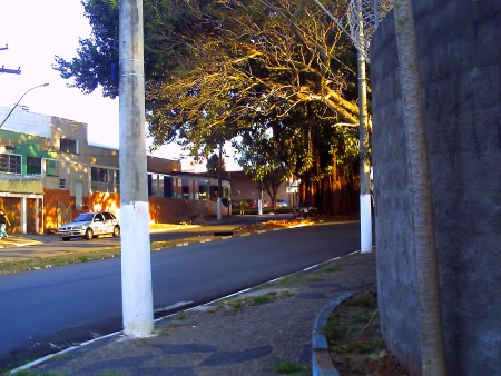 Campinas SP: Av.Estados Unidos/Árvore Centenária ao fundo