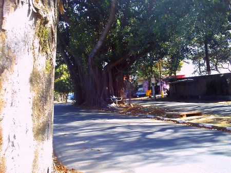 Campinas SP: Av. Estados Unidos/Árvore Centenária  a frente. 